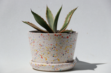 Load image into Gallery viewer, Party Planter Saved By the Bell #1

